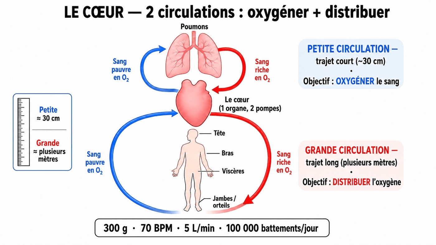 Le cœur, une double pompe : circuit pulmonaire à droite, circuit du corps à gauche