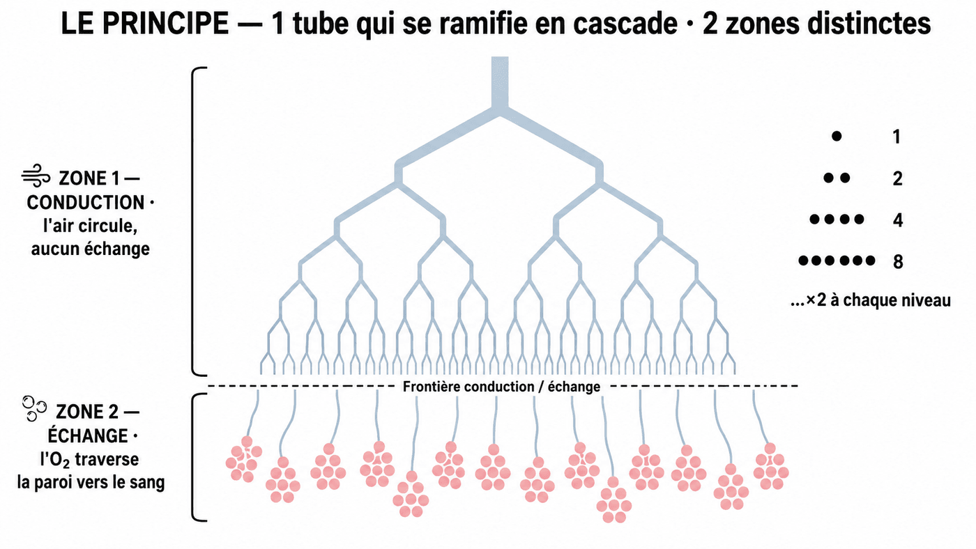 L'arbre respiratoire : un tube qui se dédouble, zone de conduction puis zone d'échange