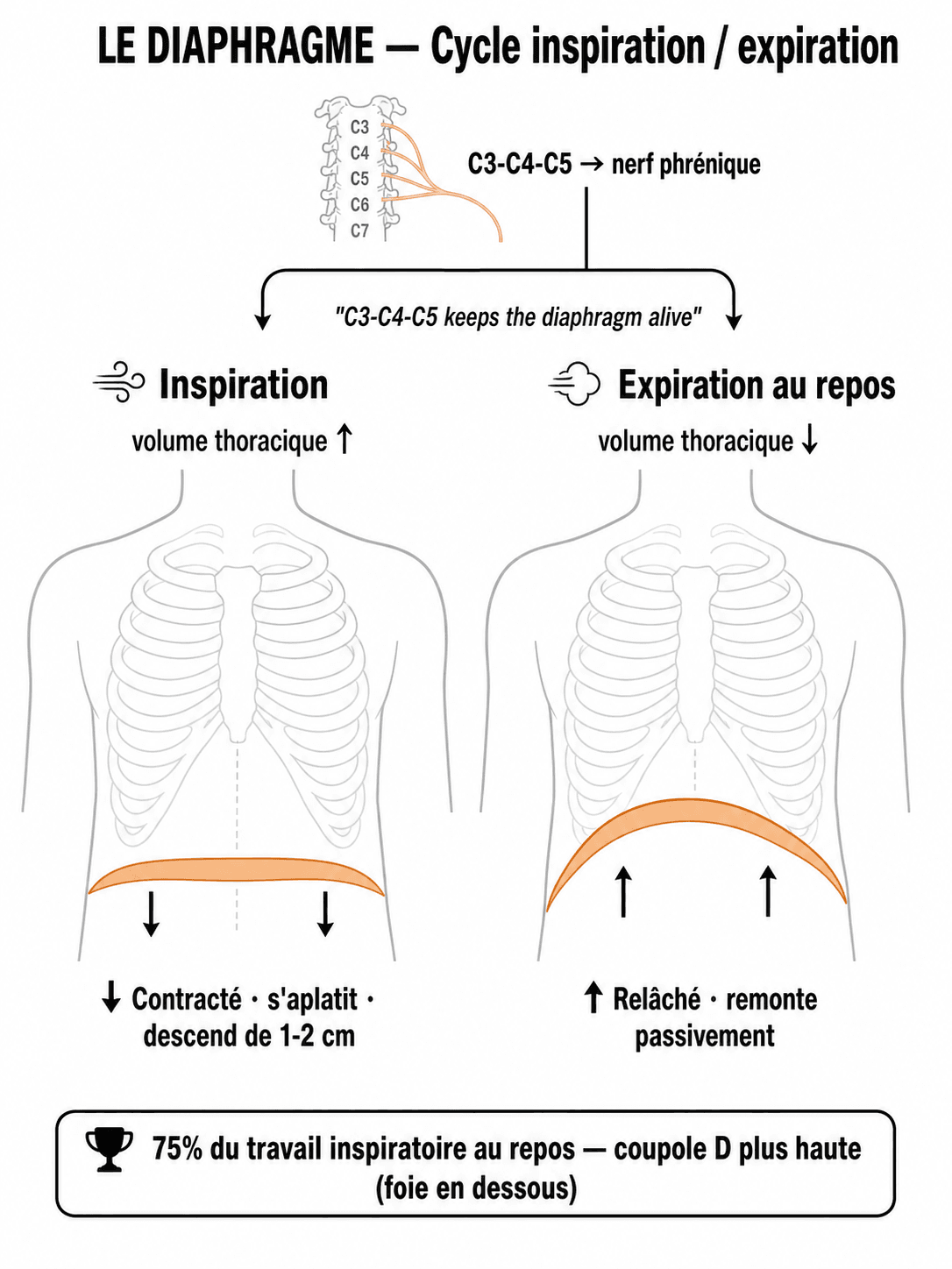 Le diaphragme : contracté il descend (inspiration), relâché il remonte (expiration)