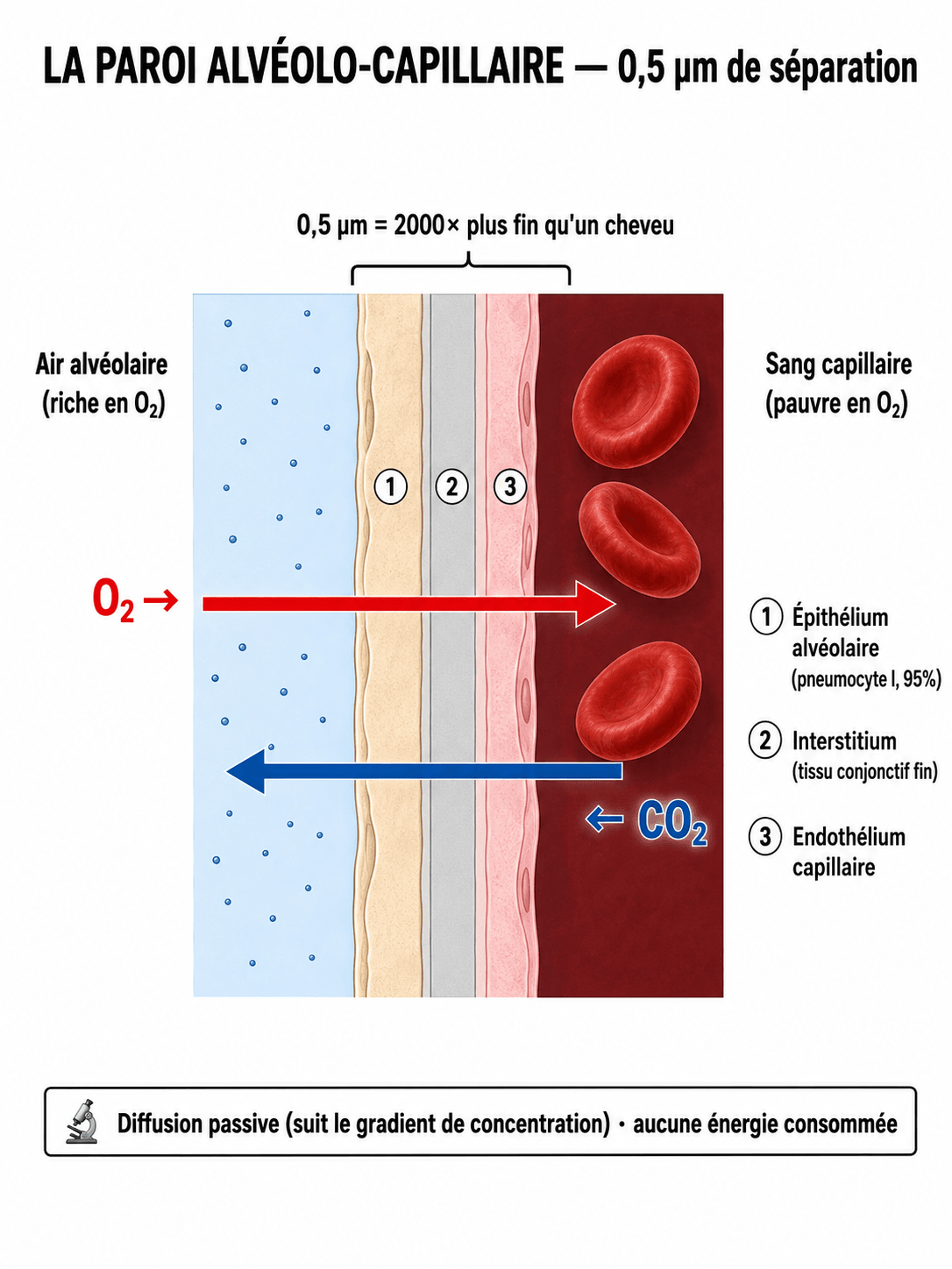 La membrane alvéolo-capillaire : 3 couches de 0,5 µm où passent l'O₂ et le CO₂