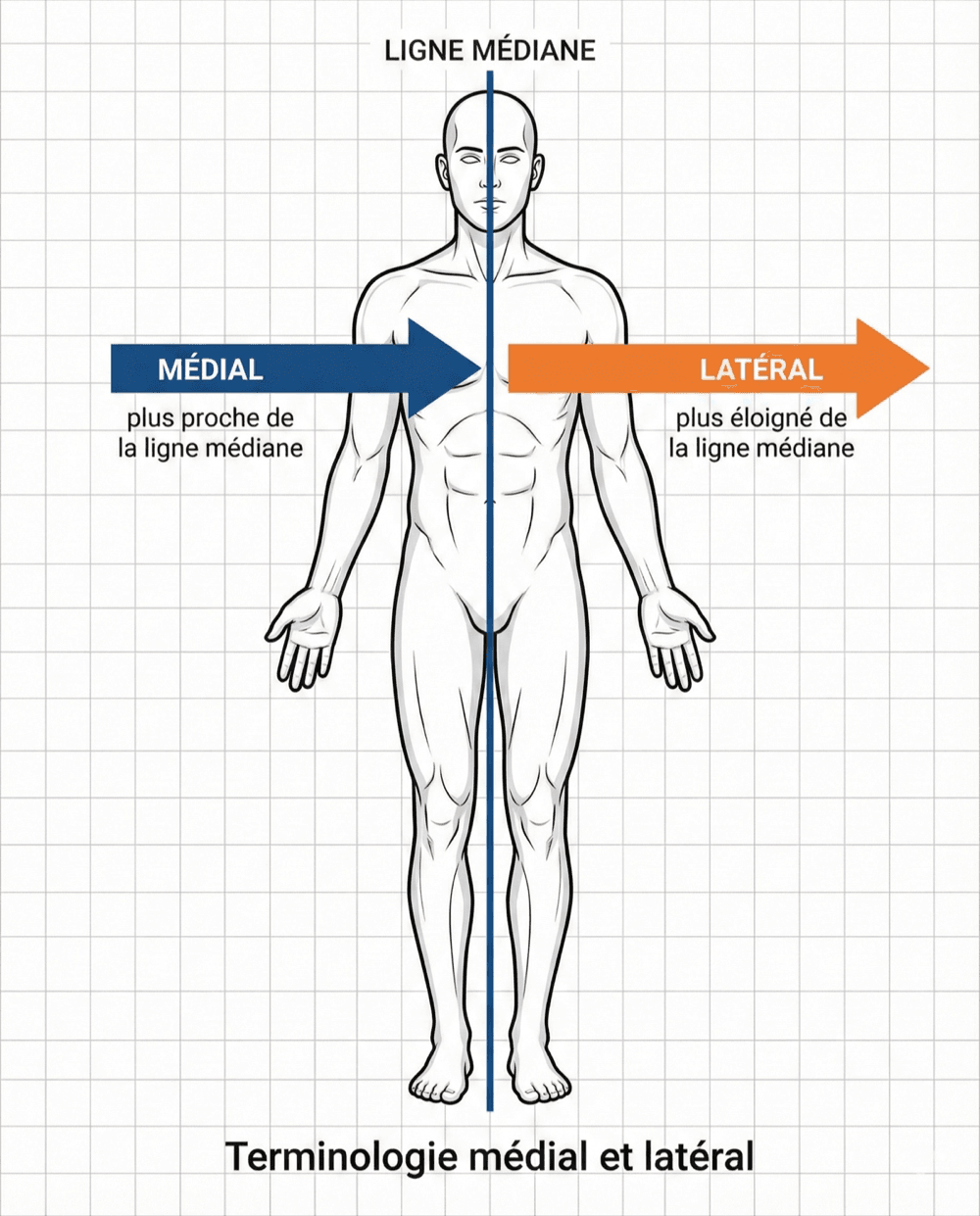 Terminologie médial et latéral