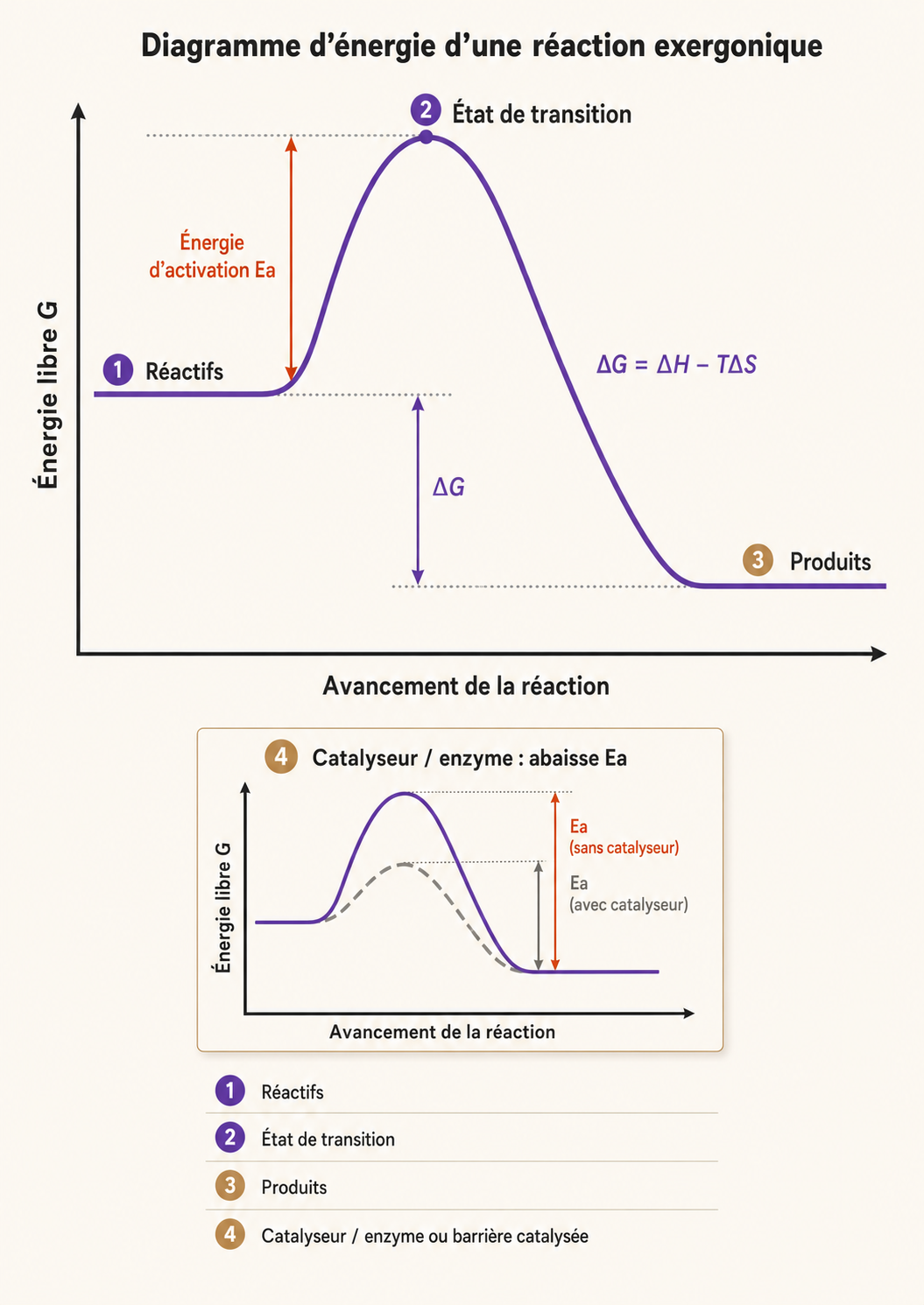 Profil énergétique d'une réaction : réactifs, état de transition, produits, ΔG